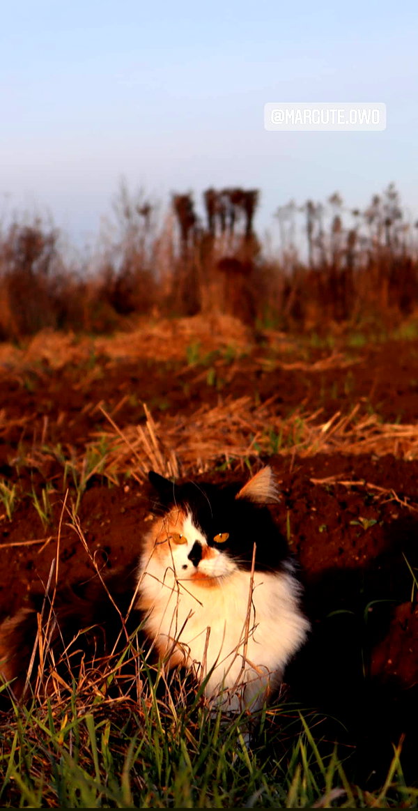 ivy.owowo ivy.owowo archive image