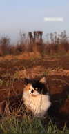 ivy.owowo Altpins Profile Picture