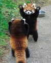 ivy.owowo Altpins Profile Picture