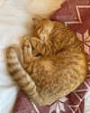 ivy.owowo Altpins Profile Picture