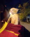 ivy.owowo Altpins Profile Picture
