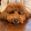ivy.owowo Altpins Profile Picture