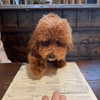 ivy.owowo Altpins Profile Picture
