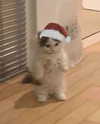 ivy.owowo Altpins Profile Picture
