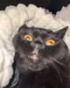 ivy.owowo Altpins Profile Picture