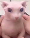 ivy.owowo Altpins Profile Picture