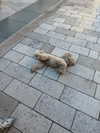 ivy.owowo Altpins Profile Picture
