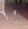 j.yce Altpins Profile Picture