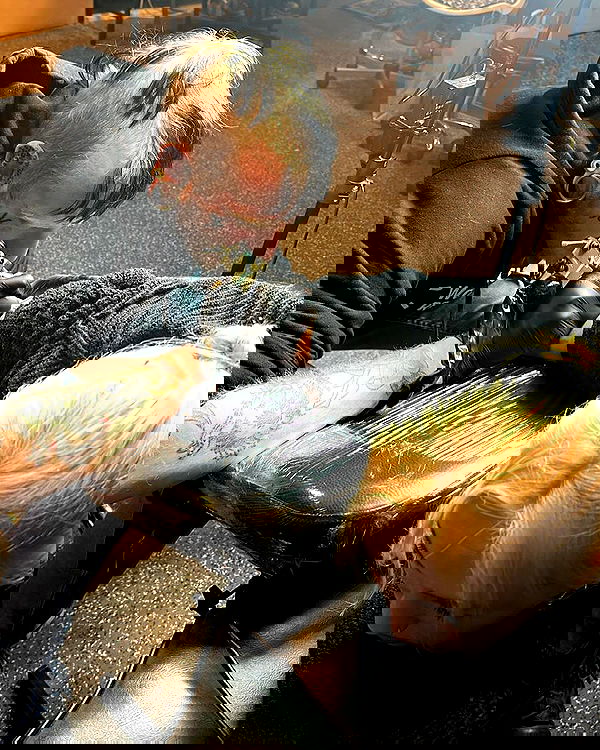 jaroslava_klavir jaroslava_klavir archive image