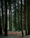 jenniferhogetoorn Altpins Profile Picture