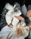 jenniferhogetoorn Altpins Profile Picture