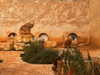 jesskq_ Altpins Profile Picture