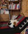 jhelenosx Altpins Profile Picture