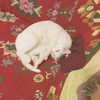 joslinw Altpins Profile Picture