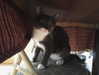 joslinw Altpins Profile Picture