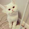 joslinw Altpins Profile Picture