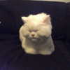 joslinw Altpins Profile Picture