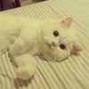 joslinw Altpins Profile Picture