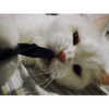 joslinw Altpins Profile Picture