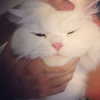 joslinw Altpins Profile Picture