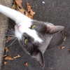 joslinw Altpins Profile Picture