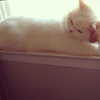 joslinw Altpins Profile Picture