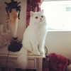 joslinw Altpins Profile Picture
