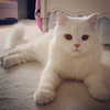 joslinw Altpins Profile Picture