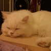 joslinw Altpins Profile Picture