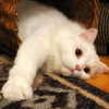 joslinw Altpins Profile Picture
