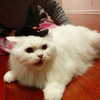 joslinw Altpins Profile Picture
