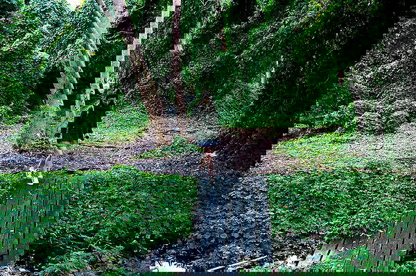 jtilb image ~ Altpins