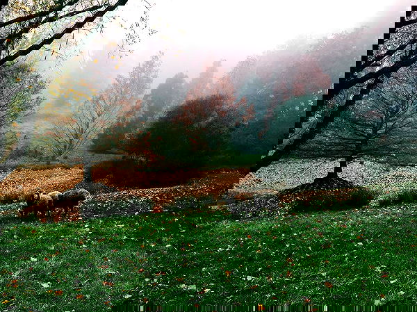 jtilb image ~ Altpins