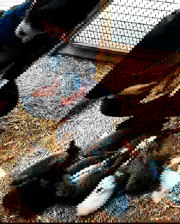 jtilb image ~ Altpins