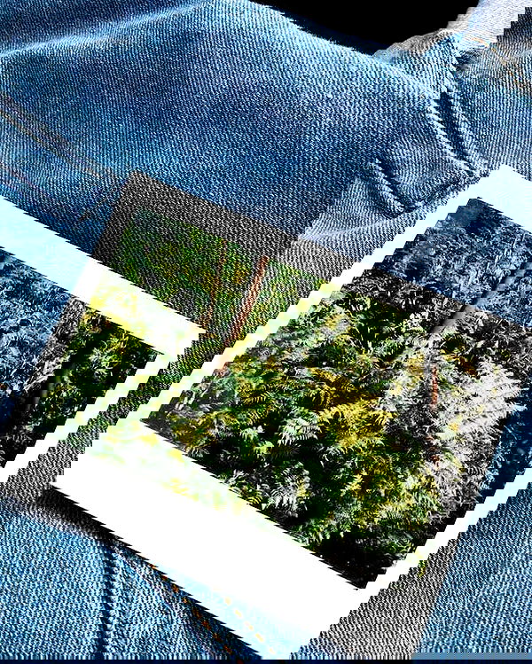 jtilb image ~ Altpins