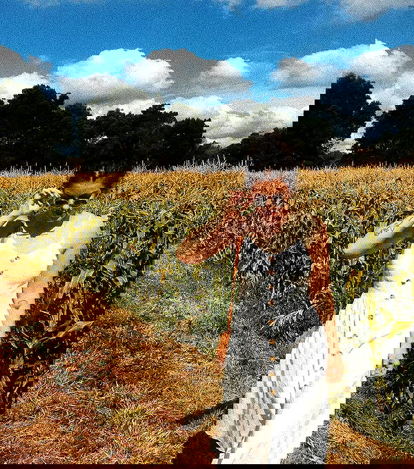 jtilb image ~ Altpins