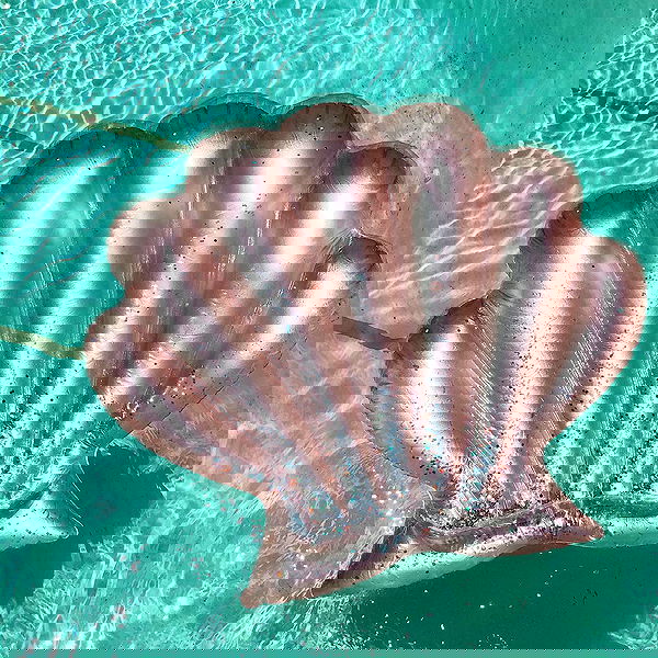 jtilb image ~ Altpins