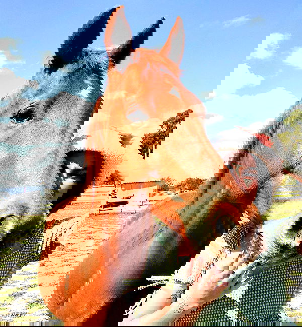 jtilb image ~ Altpins