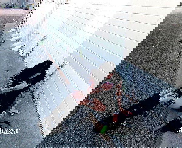 jtilb image ~ Altpins