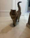 julieta.allegretti Altpins Profile Picture
