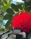 junee.berri Altpins Profile Picture