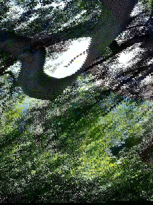 justlerman image ~ Altpins