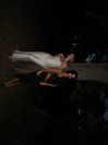 kaleenaisabell Altpins Profile Picture