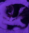 karerxxd Altpins Profile Picture