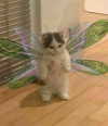 katie_westwood Altpins Profile Picture