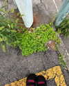 katie_westwood Altpins Profile Picture