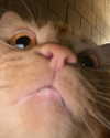 kayleeeboop Altpins Profile Picture