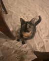 kayleeeboop Altpins Profile Picture
