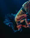 kehlani Altpins Profile Picture