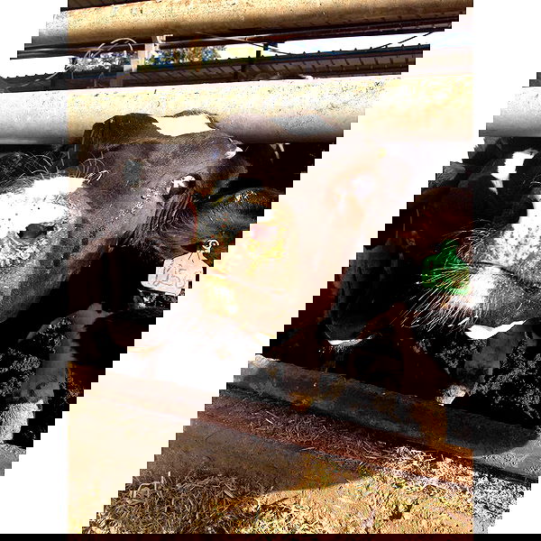 kesemgreenyer kesemgreenyer archive image